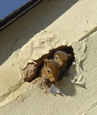 Juvenile-Red-Squirrels-looking-out-of-a-homeowner-repair-prematurely-sealed-entry-site.jpg