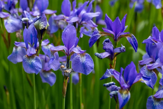 16_Iris_versicolor_Blue_iris_2.webp