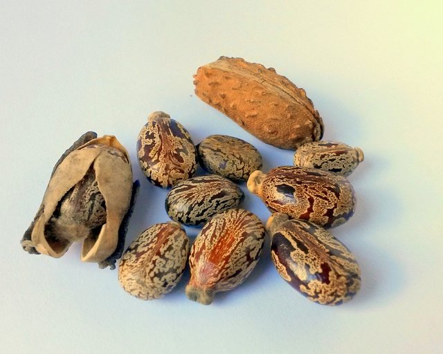 castor-seeds