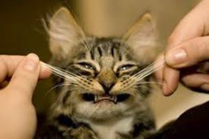 Most Funny Cat Photo 2015-2016 (33).jpg