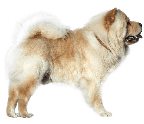 chow-chow.png