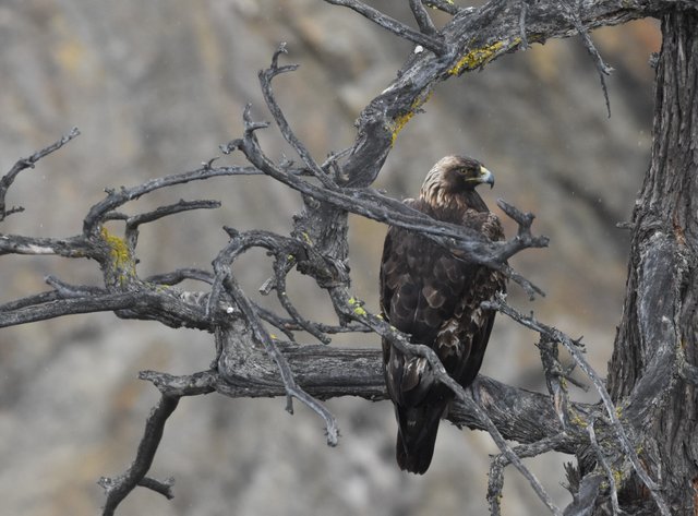 GOEA_9818 2019-03-24 Gorge Rd., Chelan.JPG