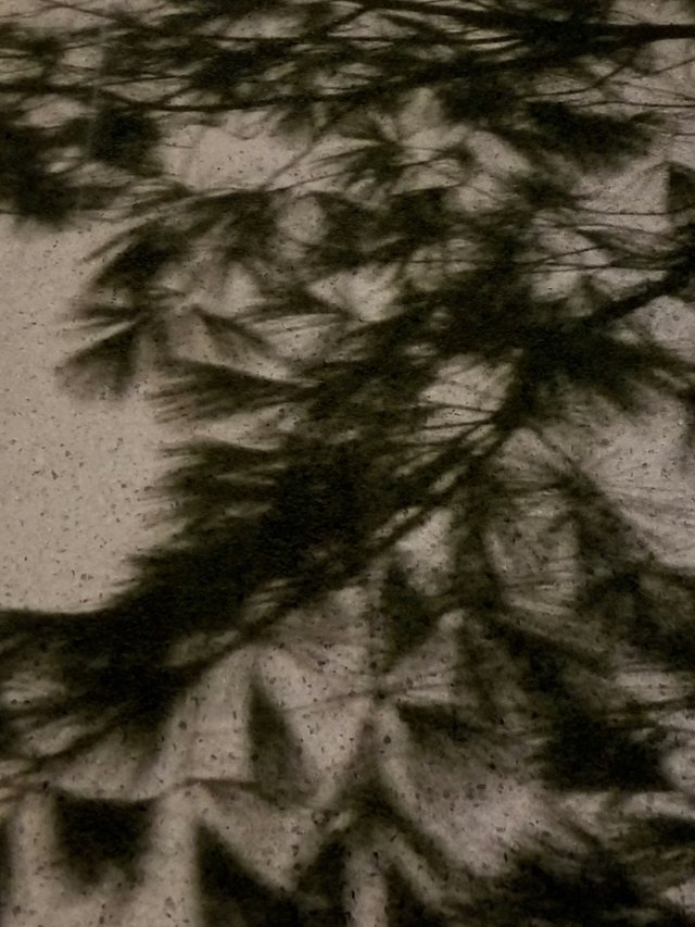 Evergreen(Shadow).jpg