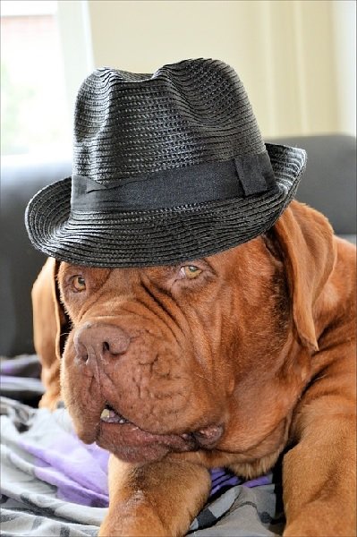 perro con sombrero.jpg