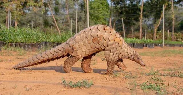 Weirdest-Animal_-Pangolin-1024x535.png