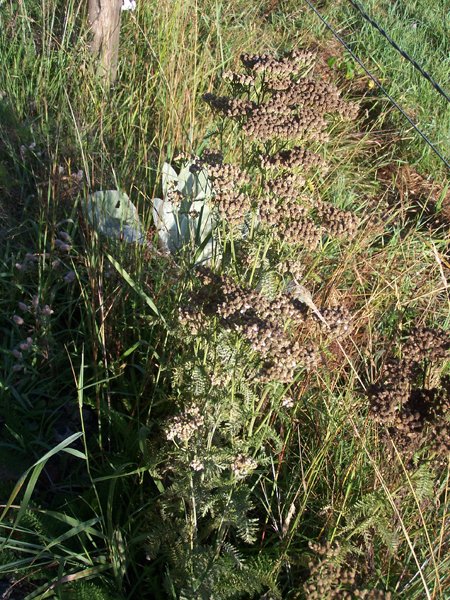 Driveway - yarrow2 crop August 2019.jpg