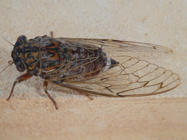 cicadas