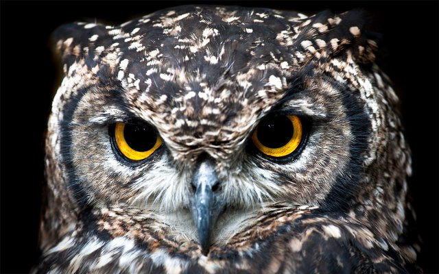 spotted-eagle-owl-3003320_1920.jpg