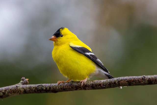 American goldfinch (3).jpg