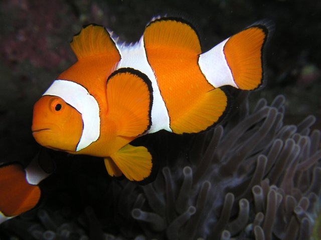 Amphiprion_ocellaris_(Clown_anemonefish)_Nemo.jpg