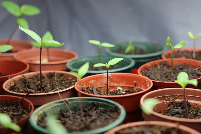 seedling-7671208_1280.jpg
