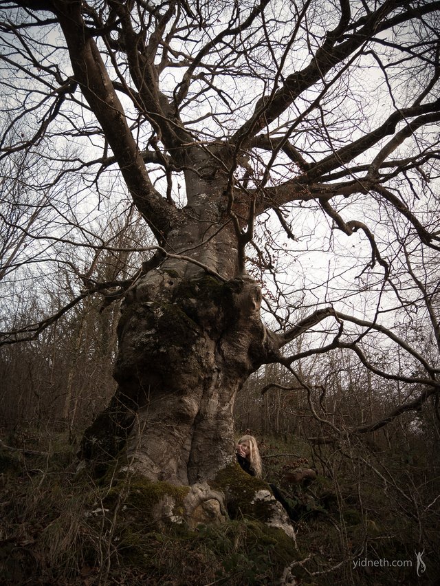 witch oak - by priscilla Hernandez (yidneth.com)-2 - Priscilla Hernandez.jpg