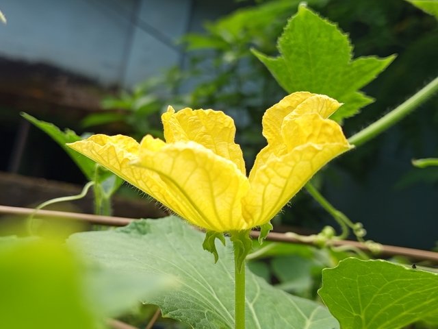 chalkumra (8).jpg
