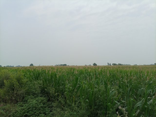 IMG_20250505_123510_290.jpg