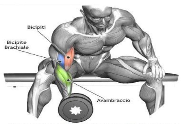 Standing Concentration Dumbbell Curl.JPG