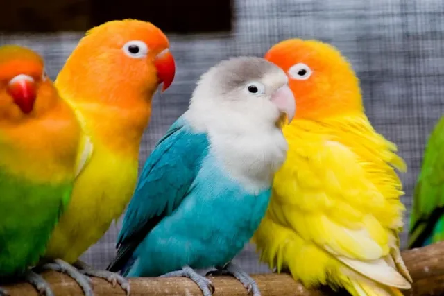 oshi-cute-love-birds-mqp1456-medium-original-imaefa8gscc6vxpw.webp