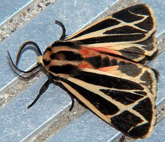 tiger moth.jpg