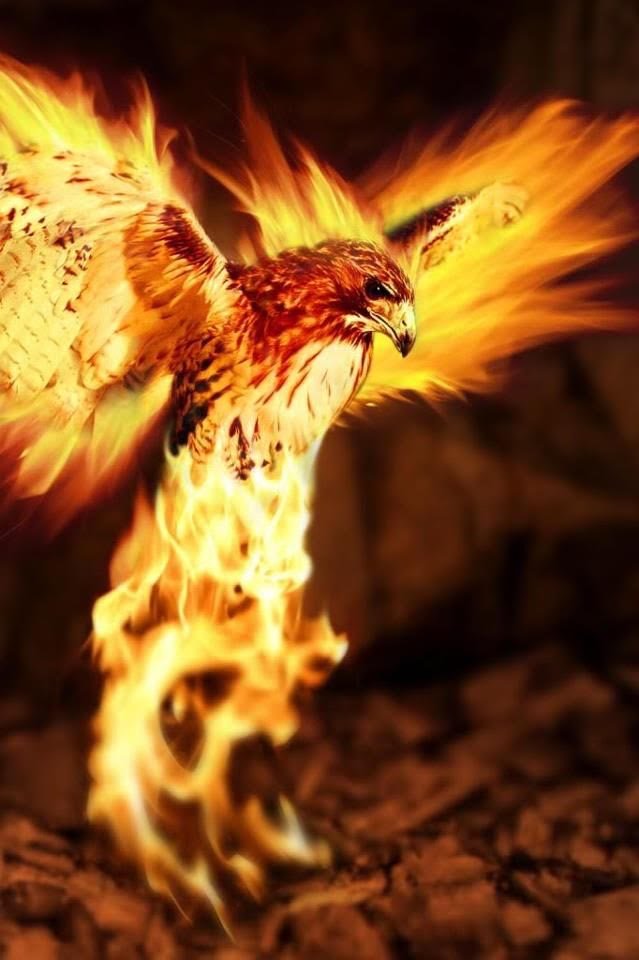 Eagle Phoenix.jpg
