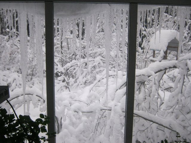 Looking out window at large icicles and snow laden trees.JPG