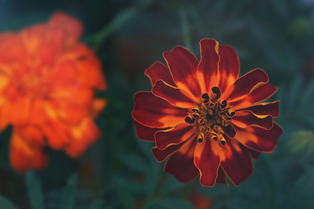 selective-focus-photography-of-orange-petaled-flowers-1405730.jpg