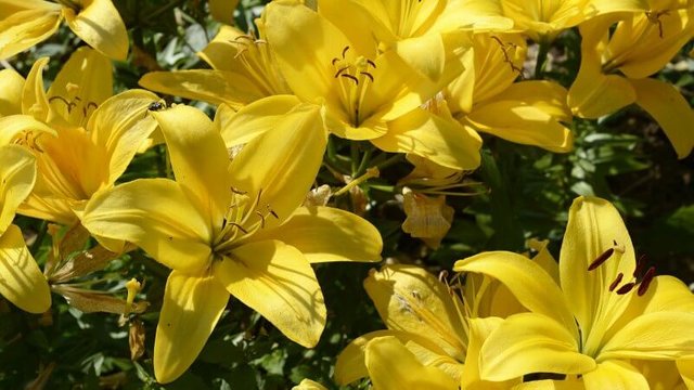 yellow lilies thumbnail smushed.jpg