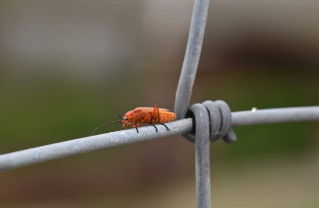 Common red soldier beetle 2.jpg