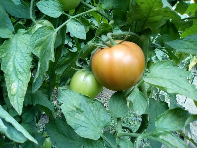 invernadero de tomates 032.jpg
