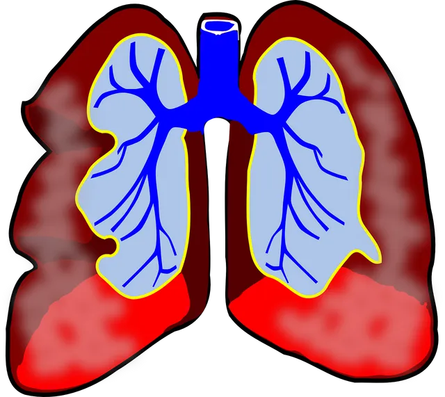 lungs-39981_1280.webp