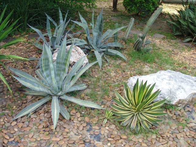 Queen Sirikit Park - rocks & cacti