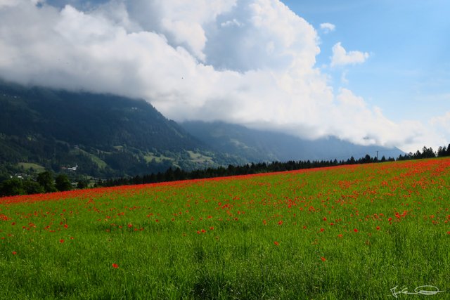 2018-05-Poppy-Field-01.jpg