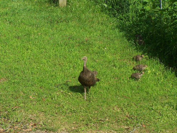 Turkeys5 crop July 2019.jpg