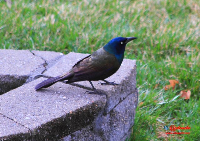 Common Grackle PFW21-0020.JPG