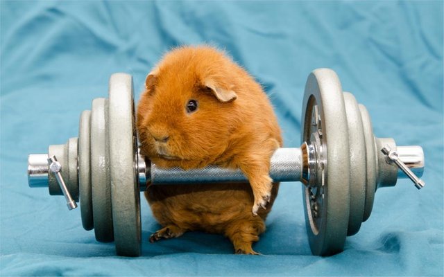 Humor-funny-art-animals-dumbbells-gyms-working-out-guinea-pigs-Poster-Home-Decor-canvas-printed-4.jpg