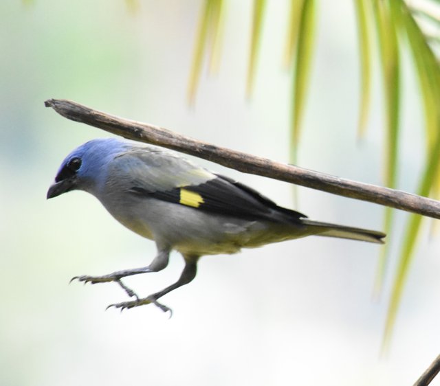 Yellow-winged Tanager_4229 Los Torrales.JPG