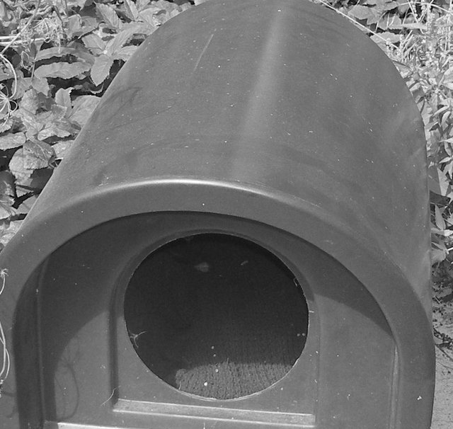 cat kennel grey scale detail.jpg