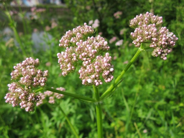 valeriana-officinalis-848672_1280.jpg