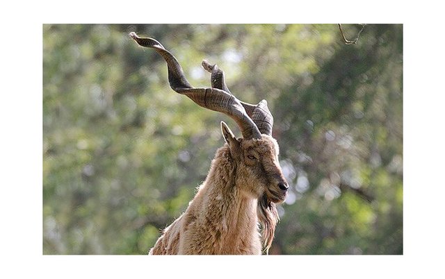 Markhor-goat_1400x.progressive.jpg