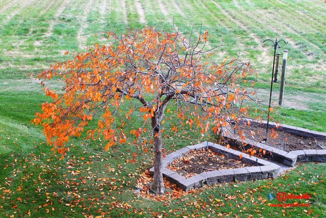 landscape trees fall leaves A10-24_0346.JPG