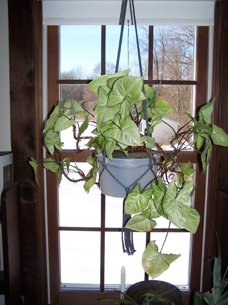 Arrowhead plant crop December 2019.jpg