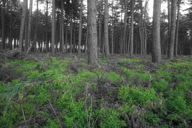 Selective Colour Woodland Scene.JPG