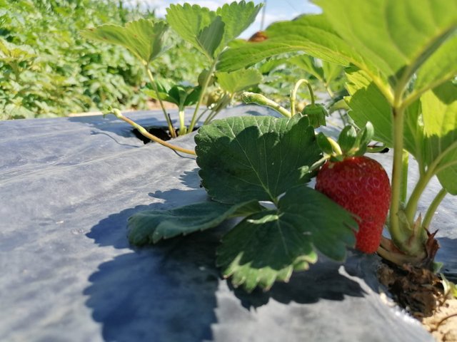 strawberry plant.jpg