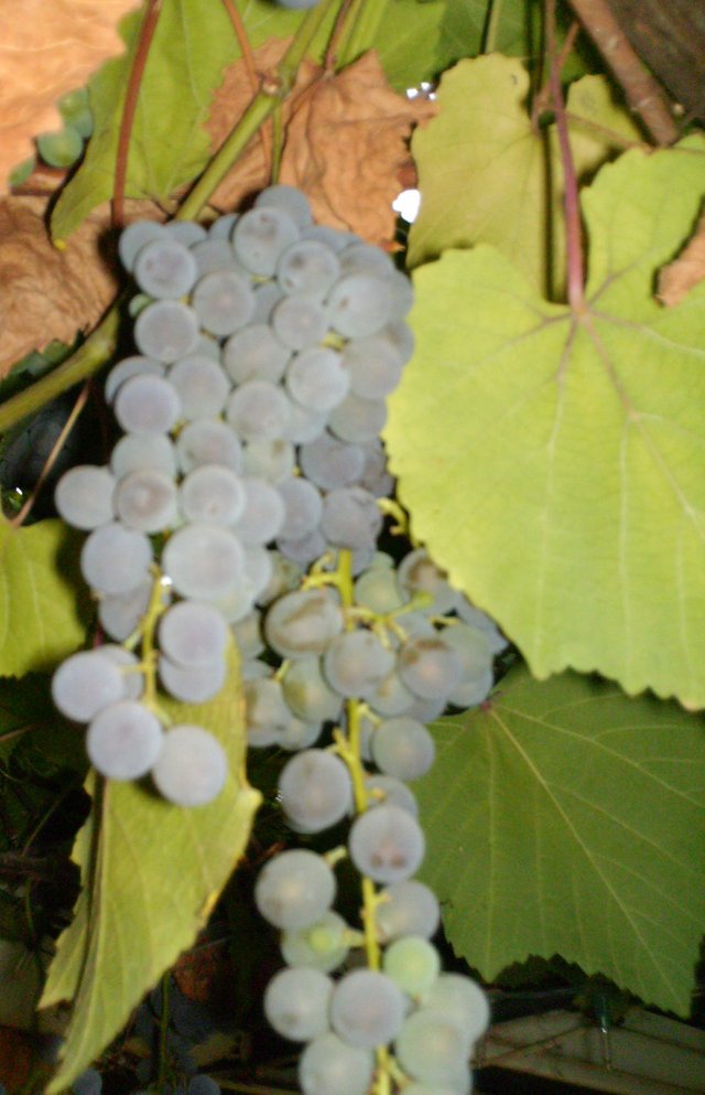 uvas.JPG