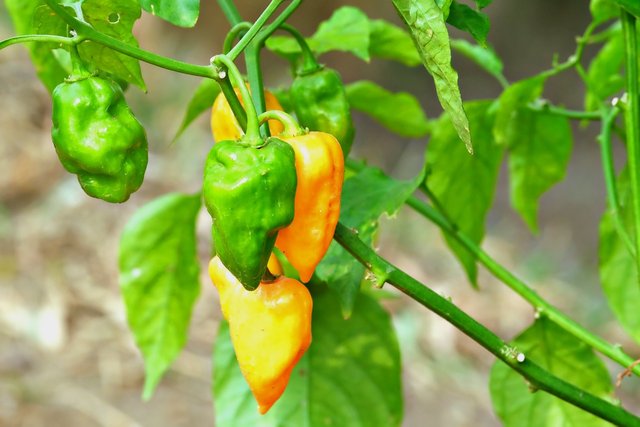 chilli-8316906_1280.jpg