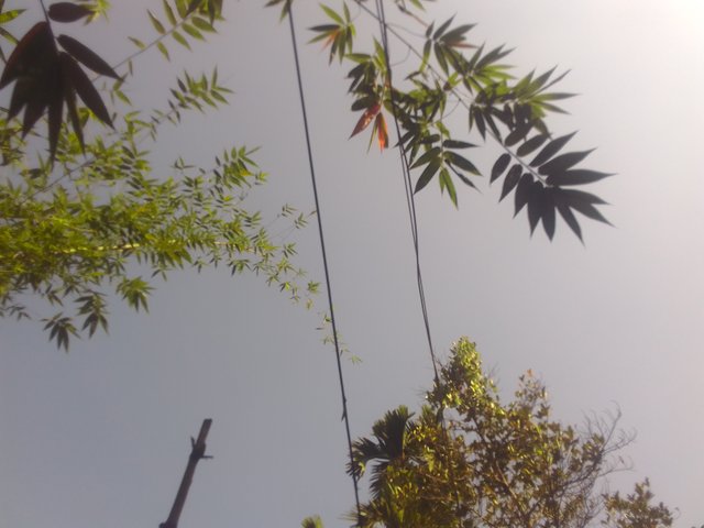 IMG_20201115_095117.jpg