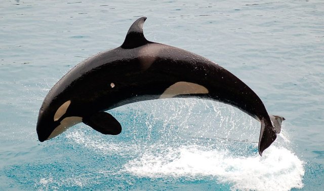 informacion-basica-sobre-las-orcas-asesinas.jpg