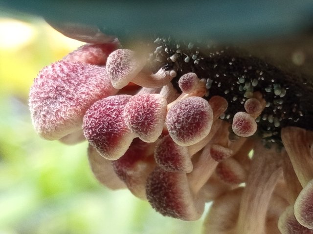 mashroom (3).jpg