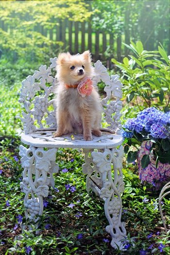 Pomeranian Puppies.jpg