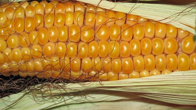 corn-190014_960_720.jpg