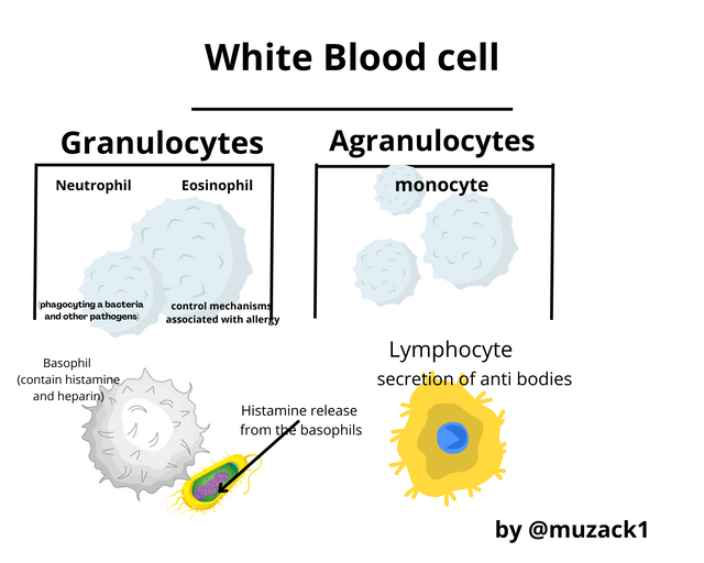 white blood cell.png