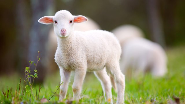 lamb-iStock-665494268-16x9-e1559777676675.jpg